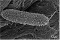 Thumbnail for version as of 08:41, 15 June 2013