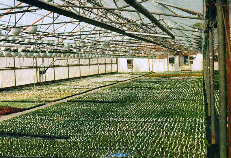 File:Radiant heaters 2.jpg